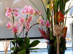 -蝶舍·MAISON PAPILLON