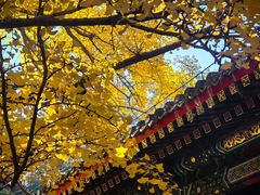 -三里屯东五街银杏大道