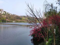-重庆彩云湖湿地公园