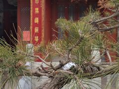 -西安大兴善寺