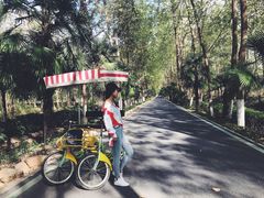 -合肥滨湖国家森林公园