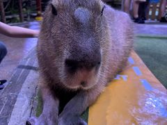 -正佳雨林生态植物园