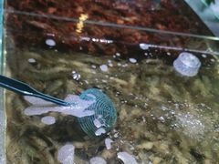 -聚盛源蒸汽海鲜火锅烤肉自助(巨川金海岸购物广场店)