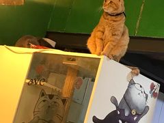 -李小姐の猫咖啡馆(五角场店)