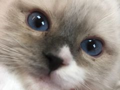-lincat·猫舍(广州店)