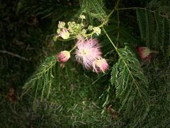 -洋湖国家湿地公园