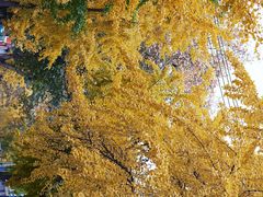 -邓记新一代糖油果子(四川煤管局供销公司职工宿舍店)