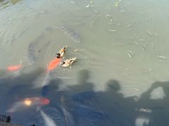 -西湖游船
