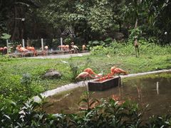 -深圳野生动物园