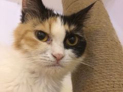 -平行世界·猫咖(首经贸店)