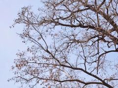 -桃花堤公园