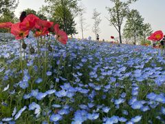 -上海辰山植物园