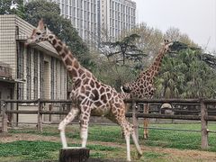 -成都动物园
