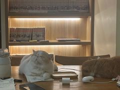 -滚猫咖啡·猫咖·猫友好撸猫(未来城店)