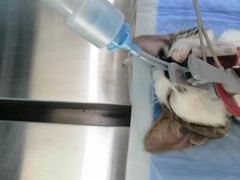 -关爱宠物医院·猫科中心·消化科(滨湖万达分院)