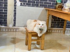 -啊马英豌豆粉