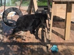 -黑瞎子岛探秘野熊园