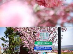 -莱阳濯村樱花园