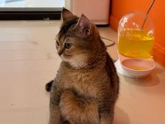 -三花喵·撸猫购宠·宠物生活馆(虹桥南丰城店)