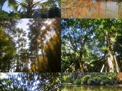 -中国科学院西双版纳热带植物园