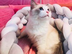 -1013 PET SHOP 宠物商店(近铁城市广场店)