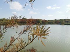 -昆山城市生态森林公园