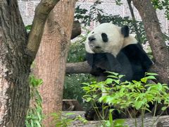 -成都动物园