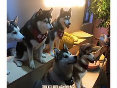 -Husky Go! 哈士奇体验馆·宠物咖啡厅狗咖