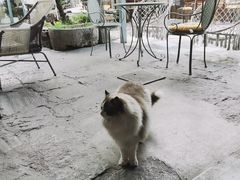 -喵屿·大理花园猫咖