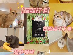 -有喵·猫咖·狗咖·30几只猫10只小狗(岗厦店)