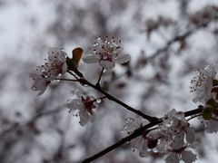 -顾村公园