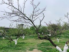 -秀丽东方