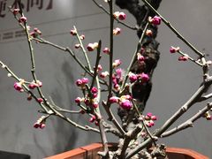 -石家庄市植物园
