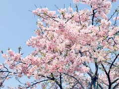 -武汉大学-樱园