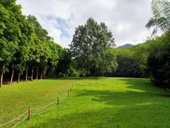 -深圳仙湖植物园