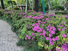 -静安公园(静安寺街道)