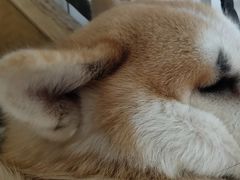 -喜柴咖啡·柴犬狗咖