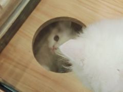 -袖虎·猫馆(体育西路店)
