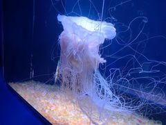 -欢乐海岸海洋奇梦馆