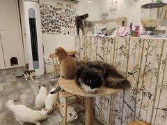 -楼上猫咖(罗湖店)