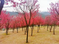 -牛岗山公园