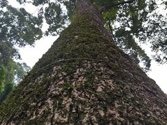 -凤栖山