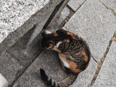 -百年老字号·观振兴蟹黄面·三虾面·苏式面(观前街富仁坊巷店)