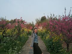 -南汇水蜜桃采摘(大团店)