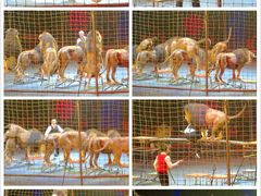 -珠海横琴长隆《卡卡虎奇遇记》