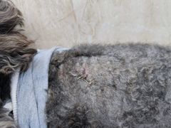 -伟伟宠物医院·CT影像中心·瑞派犬猫综合性门诊(汉口总院)