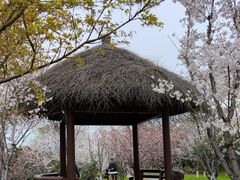 -径山花海