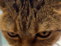 -纳吉亚猫专科动物医院博雅分院