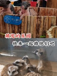 -七巧国萌宠乐园(龙湖天街店)