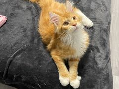 -猫十亿·布偶金渐层·曼基康矮脚猫舍(青年路店)